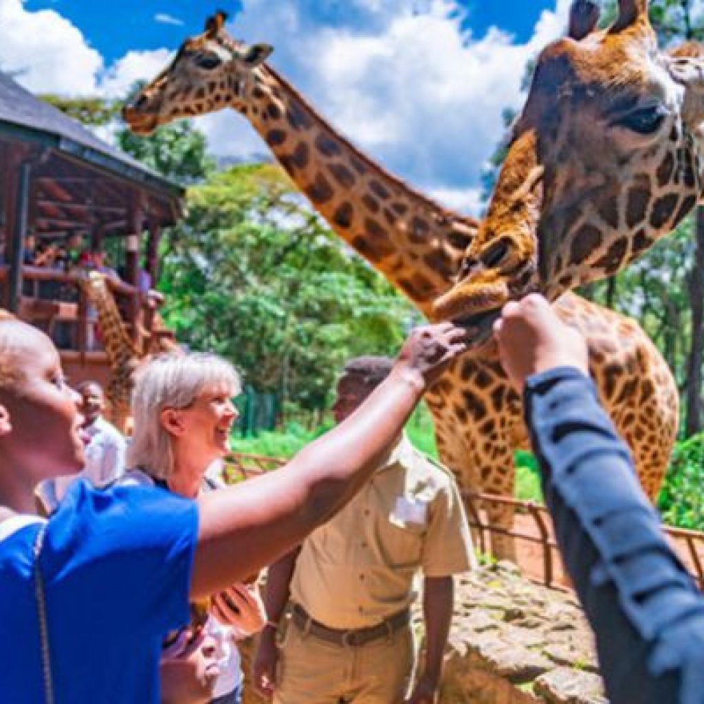 Tourist feeding girrafs